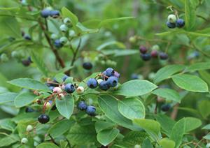 【公式】大阪のお好み焼 ぼてぢゅうグループ｜日本全国と海外に展開するお好み焼きの名店